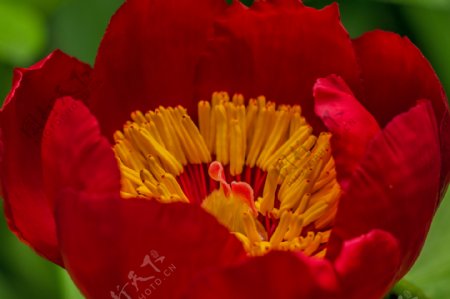 红花黄花蕊图片
