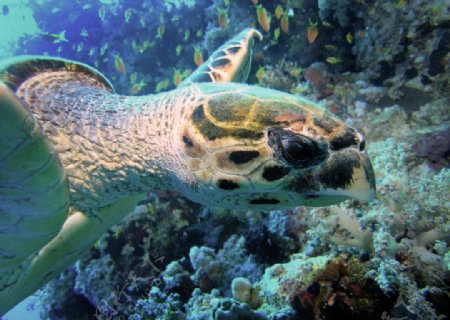 海底神龟图片