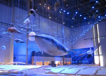 广东省博物馆海洋馆图片