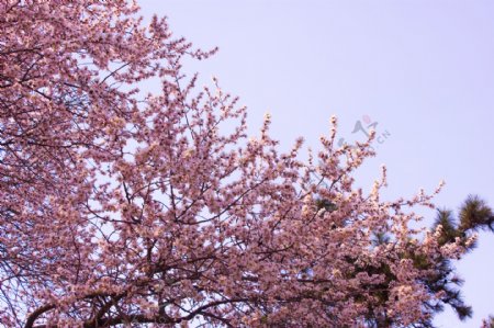 春季花朵图片