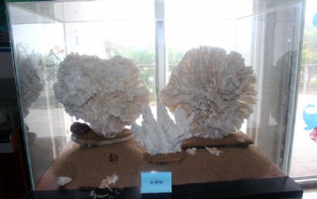 白珊瑚图片