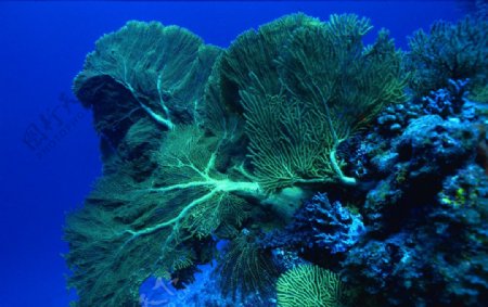 巨大珊瑚树图片