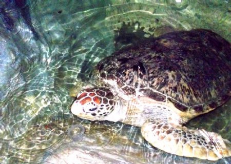 宁波海洋世界海龟图片