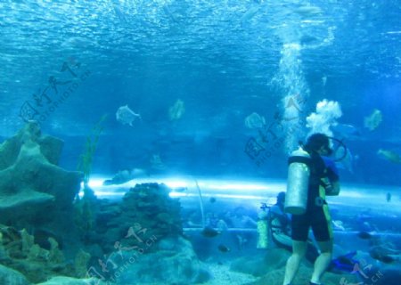 海洋公园潜水员图片