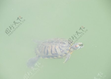 水中游弋的乌龟图片