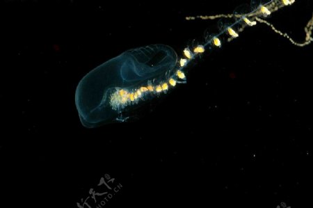 深海發光生物图片