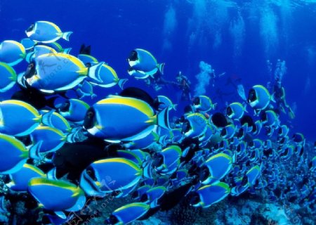蓝色鱼群海底鱼群图片