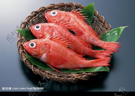海洋生物海鲜红鱼图片