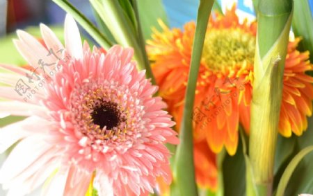 粉色非洲菊摄影图图片