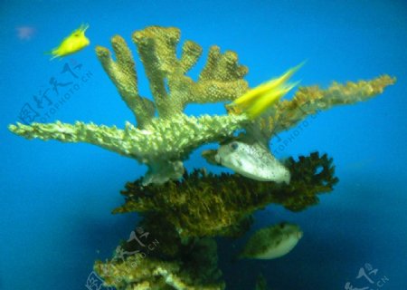 海底世界草珊瑚图片