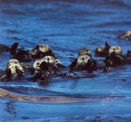 高清海狮图片
