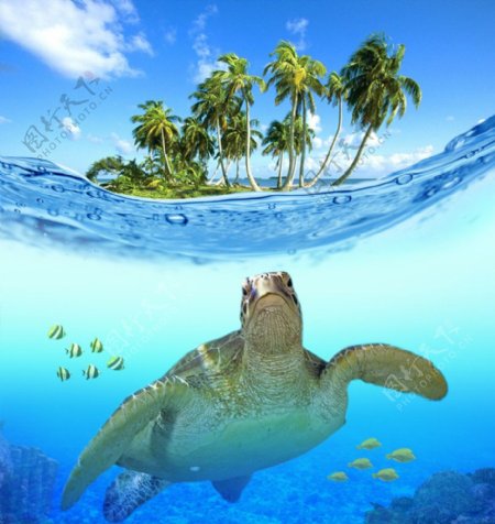 海岛海龟图片