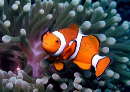 小丑鱼和珊瑚图片