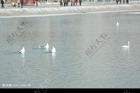 孔雀河里的天鹅图片