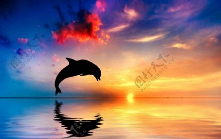 海豚素材图片