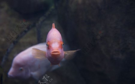 鱼的眼神图片
