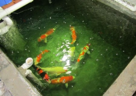 锦鲤池图片