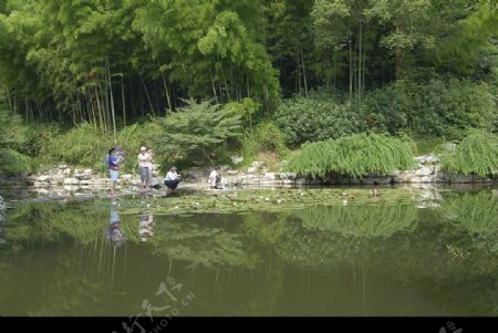 西湖风景竹林图片