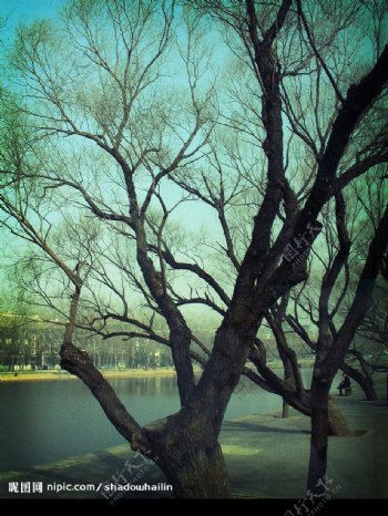 天津大学的树图片