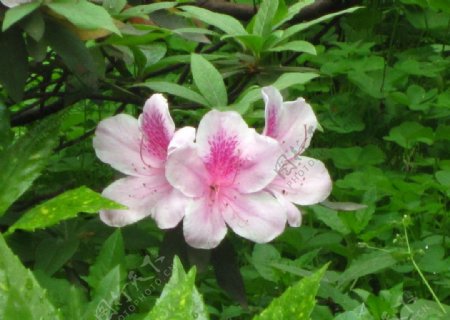 粉白花朵图片