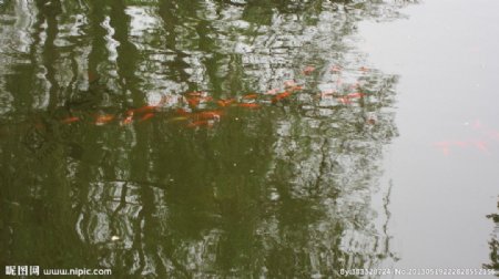公园湖区红色鱼群图片