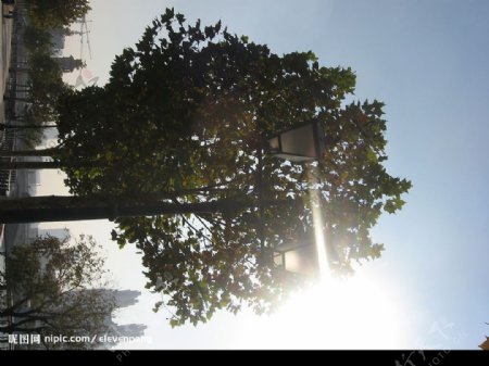 大树天津300dpi背光自然景观旅游jpg图片