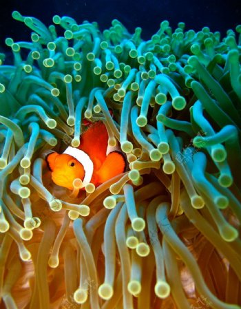 海底世界可爱小丑鱼图片