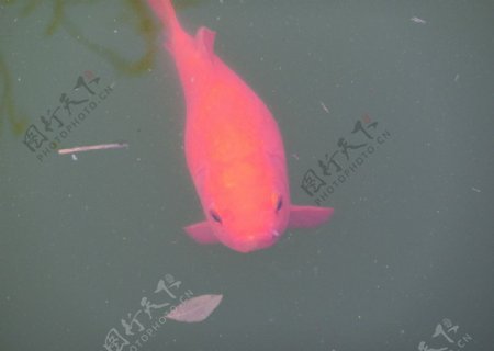 红鱼吃叶图片