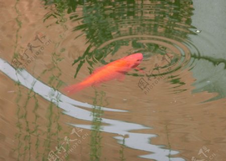 红鱼出水图片