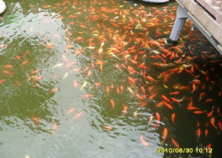 荷塘里的红色鲤鱼图片