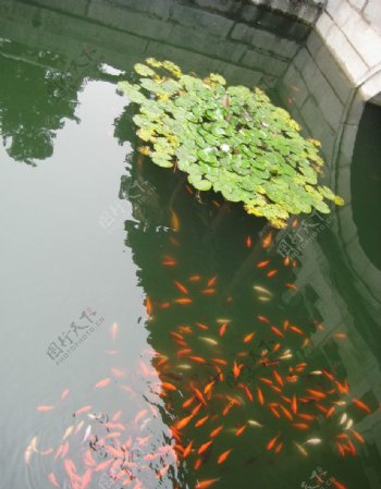 池塘锦鲤睡莲图片