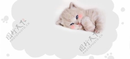 可爱小猫简单背景素材图片