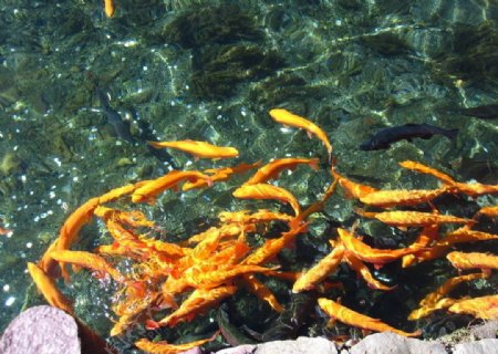 鱼黄色河水图片