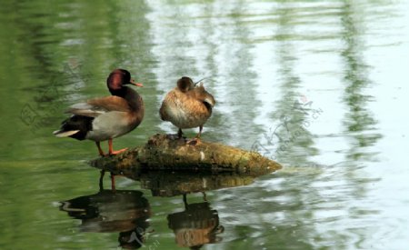湖中栖息的野鸭图片