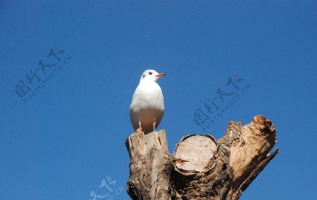 树桩上的海鸥图片