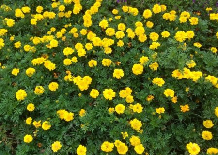 黄色小花丛图片