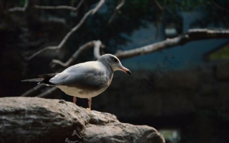 海鸥图片