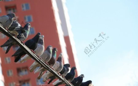 电线上的一排鸽子图片