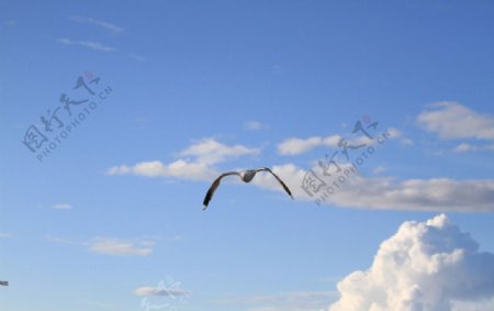 蓝天海鸥图片