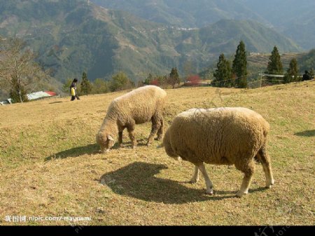 台湾中部清静农场里的绵羊图片