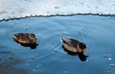 冬天河里的野鸭子图片