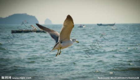 海鸥图片