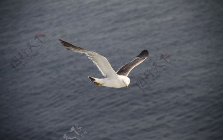 渤海海鸥飞翔图片