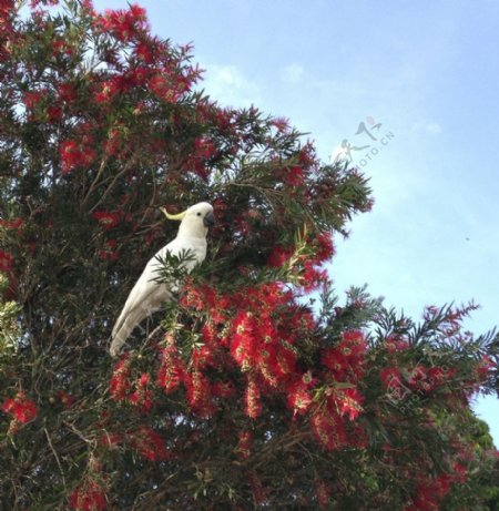 澳洲白鹦鹉图片