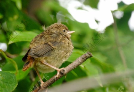 北红尾鸲幼鸟图片