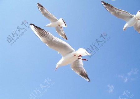 海鸥展翅飞翔图片