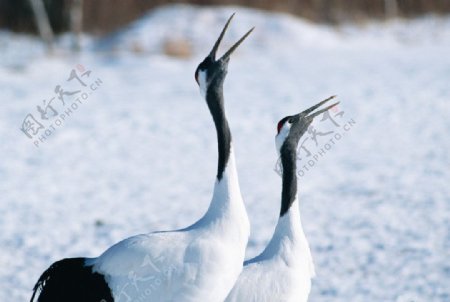 雪中丹顶鹤图片