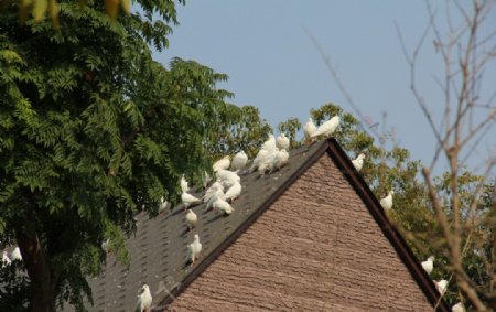屋顶上的白鸽图片