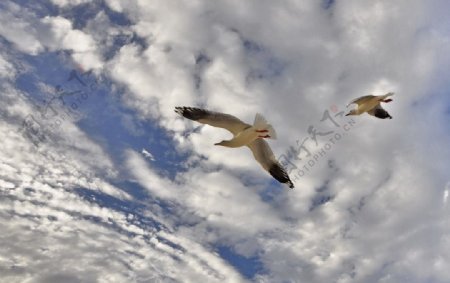 空中海鸥图片