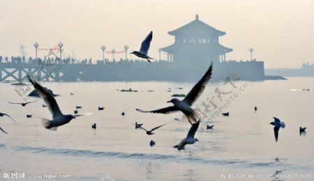 青岛海鸥图片